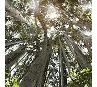 Jake Goss's Banyan - Looking Up