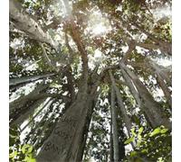 Jake Goss's Banyan Looking Up (CD) Album