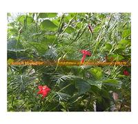 Jamaican Red neros 150 Semi di Peperoncino Seeds ONLY