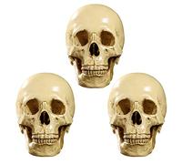 Janasiba 3X Modello 1: 1 Resina Cranio Umano Decorazione Insegnale Anatomica Giallo