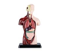 Janasiba Modello del corpo umano con 7 modelli di organi rimovibili, Modello educativo di anatomia degli organi per l'apprendimento delle scienze della vita