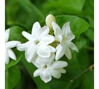 jasmín - semi decorativi letto elevato per balcone semi di giardino resistenti selvatici resistenti per il giardino 200pcs