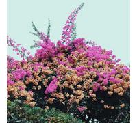 Jay Som Turn Into (CD)