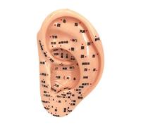 JAYIOLA Strumento di Apprendimento Acupoint Auricolare per La Pratica Della Riflessologia, 13 Cm