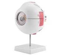 Jeanoko Modello di Occhiali per Ingrandimento 6x con Lente Cornea Rimovibile Corpo Vitreo, Modello di Bulbo Oculare Anatomico per lo Studio di Anatomia Insegnamento