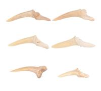 JECOMPRIS Collana da Uomo Ciondolo Setaccio di Squalo Fossile, Regolabile, Set da 6 Pezzi, Accessori da Collo per Decorazione Quotidiana