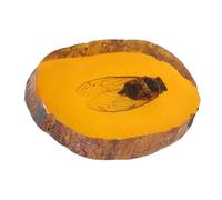 JECOMPRIS Esemplare di Cicala Ambrata in Resina, Decorazione a Forma di Insetto per Arredamento Casa, Oggetto da Collezione Educativo e Ornamentale