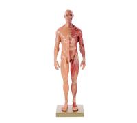 JECOMPRIS Manichino Modello Anatomico Del Muscolo Del Corpo Umano Modello Di Apprendimento Dei Muscoli Umani Strumento Di Dell'anatomia Modello Muscolare Manichini Modelli Resina Arti