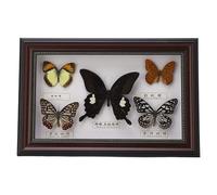 Jeffergarden Cornice con Farfalle Vere, Set di 5 Esemplari, Decorazione da Parete, per Compleanni, Nero(2#)