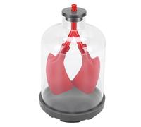 Jeffergarden Modello di Respirazione Polmonare con Guscio Trasparente e Diaframma in Gomma, Dimostra la Meccanica Respiratoria per L'insegnamento in Aula di Scienze