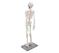 Jeffergarden Modello di Scheletro Umano, Modello di Scheletro Anatomico 85 Cm con Base e Asta di Supporto, Cranio e Ossa delle Gambe Staccabili, Strumento Didattico per lo Studio di Biologia delle