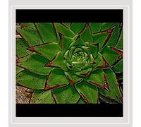 Jenkins, Alex Sound Immersion - Perseverance