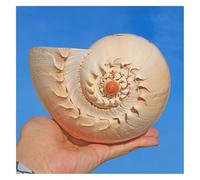 JFGCTYHXY Conchiglie. Enorme Conchiglia oceanica Gialla da 12 a 23 cm, for Decorazioni for Feste e acquari(21~22cm)