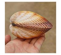JFGCTYHXY Conchiglie. Grandi Conchiglie Decorative, Conchiglie Marine Naturali Rare da 7 a 10 cm for Feste a Tema, Decorazioni for la casa, acquari(9~10cm)