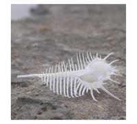 JFGCTYHXY Conchiglie. Grandi Conchiglie Naturali Bianche, enormi Conchiglie oceaniche da 10 a 12 cm, Conchiglie Rare perfette for Decorazioni Nuziali e acquari.(12cm)