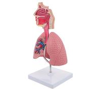 JHKNNK Modello Anatomico Polmonare in Pvc per Insegnamento del Corpo Umano, Realistico e Facile da Identificare, per Lezioni di Fisiologia e Anatomia
