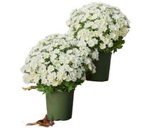 JHOMHF Crisantemi artificiali for fioriere esterno resistenti ai raggi UV fiori autunnali finti crisantemi artificiali realistici piante for decorazioni da giardino portico patio(5 Bundles White)