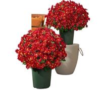 JHOMHF Crisantemi artificiali for fioriere esterno resistenti ai raggi UV fiori autunnali finti crisantemi artificiali realistici piante for decorazioni da giardino portico patio(5 Bundles Red)