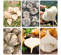 jicama di fagioli - da balcone resistenti da giardino balcone letti elevati resistenti interni bonsái semi 200pcs