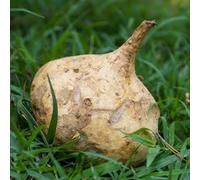 jicama resistenti vaso orticole d'appartamento semi di per ufficio semi di 100pcs