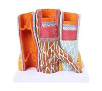 JIEXUHDE Modello di Vaso Sanguigno, Modello di Anatomia Dell'organo, Modello Ingrandito della Struttura del Vaso Sanguigno, Modello di Insegnamento Medico per Display di Studio Modello