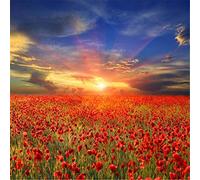 Jigsaw Puzzle 2000 Piece Puzzle per Adulti, Bellissimo campo di fiori, Stampe ad Alta Risoluzione Puzzle, Giochi per la Famiglia, Regali per gli Amanti o gli Amici-39.17x27.75 pollici (99.5 x 70.5cm)