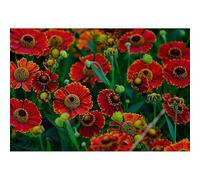 Jigsaw Puzzle floreale di Sneezeweed rosso e giallo, 500 (52 x 38 cm) puzzle per adulti, grappolo di fiori di Sneezeweed rosso e giallo che sbocciano vibrante