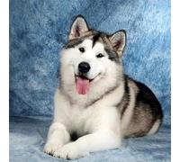 Jigsaw Puzzles For Adults 150 Piece,65x65 cm puzzle for adults Educational Game Challenge Toy 150 Pieces puzzles for Adult Home Decoration Puzzle (Husky Dog)