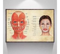 JINGCAN Poster per il viso Muscoli e vene del viso Bellezza della pelle Massaggio in plastica Educazione medica Stampa su tela Poster Decorazione da parete 70x100 cm Senza cornice
