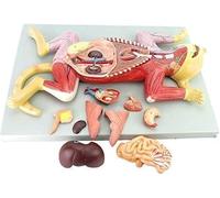 JingJiangBo Kit Modello anatomico di Scheletro di Gatto da 1 Pezzo - Modello anatomico di Gatto Rimovibile in Scala 1:1 for Istruzione e Formazione veterinaria