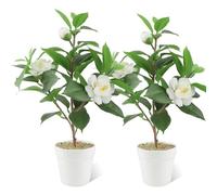 JINXIAN Set di 2 piante artificiali in camelia bianca, 33 cm, con vaso in plastica, piante artificiali come veri fiori artificiali per la decorazione della casa