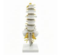 Jiuvaso Anatomica Della Colonna Vertebrale Modello Colonna Vertebrale Lombare Sacro Coccige Nervi Spinali in Pvc con Supporto per Tavolo Resistente Alle