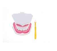 Jiuvaso Modello Bocca Umana Kit Denti Lingua Strumento Apprendimento Modello Insegnamento in PVC con Denti Mobili Adatto per Insegnanti Lezioni