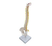 Jiuvaso Modello Dettagliato della Colonna Vertebrale, 45 Cm con Supporto. Anatomia con Vertebre, Radici Nervose E Arterie Vertebrali. Dimensioni Reali per SCO, in Piedi