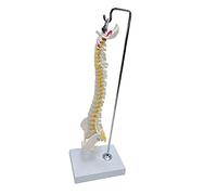 Jiuvaso Modello Dettagliato della Colonna Vertebrale, 45 Cm con Supporto. Anatomia con Vertebre, Radici Nervose E Arterie Vertebrali. Dimensioni Reali per SCO, impiccagione