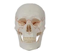 Jiuvaso Modello di cranio smontabile con accessori cranici professionali per uso didattico. Ausilio didattico per l'anatomia 20×14,5×17,5 cm.