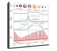 JMVLVLOA Hormonal Cycle Chart Menstrual Phases Poster Womens Health Guide Canvas Print Wall-Art Room Decor(Framed,16x24inch(40x60cm))
