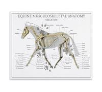 JMVLVLOA Horse Anatomy Skeleton Poster Equine Musculoskeletal System Educational Chart Canvas Painting Wall Art for Biology and Office Decor(Unframed,08x12inch(20x30cm))