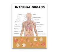 JMVLVLOA Human Anatomy Poster Internal Body Organs Chart for Science Biology Classroom Decor Learning(Framed,12x18inch(30x45cm))