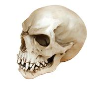 Joh.Vogler GmbH Replica Orc Skull Markus Mayer Teschio Teschio Gotico Teschio Orco
