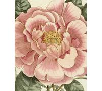 John Derian Picture Book II