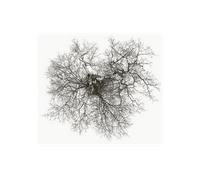 - John Metcalfe - Tree - CD
