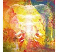 Join the Din Elephants In Autumn Rage (CD)