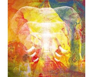 Join the Din Elephants In Autumn Rage (CD)