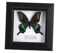 jojofuny Campione Farfalla Morpho Incorniciata in Display Nero, Cornice Espositiva da Parete o Scrivania, Decorazione Fai da Te per Interni Domestici