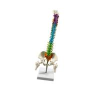 jojomis Modello flessibile della colonna vertebrale umana con bacino - Scheletro anatomico dettagliato da 45 cm per lezioni di biologia e studi medici