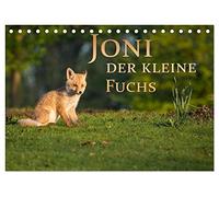 Joni, der kleine Fuchs (Tischkalender 2026 DIN A5 quer), CALVENDO Monatskalender: Ein kleiner Fuchs entdeckt die Welt