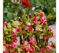 Jonikuper Recinzione a traliccio espandibile con rose artificiali e foglie verdi, stile legno, telescopico, per balcone, cortile, decorazione da parete (rosa scuro)