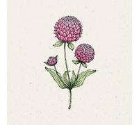 Jora Dahl Amaranto Globoso - Rose - 1 conf.