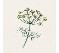 Jora Dahl Anethum Graveolens - Aneto - 1 conf.